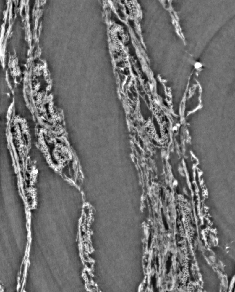 Papyrus fiber cell walls and lumen cavities, detail 1