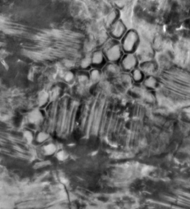 Papyrus fiber cell walls and lumen cavities, detail 2